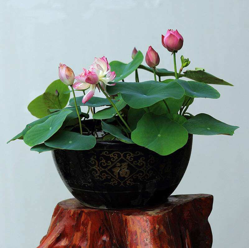 涂涂