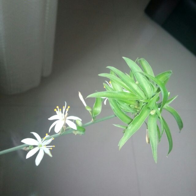 小苹果