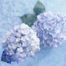 薄雪草80