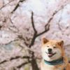小石头