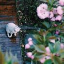 （镧）下午茶的猫