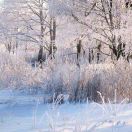 冬雪飞扬