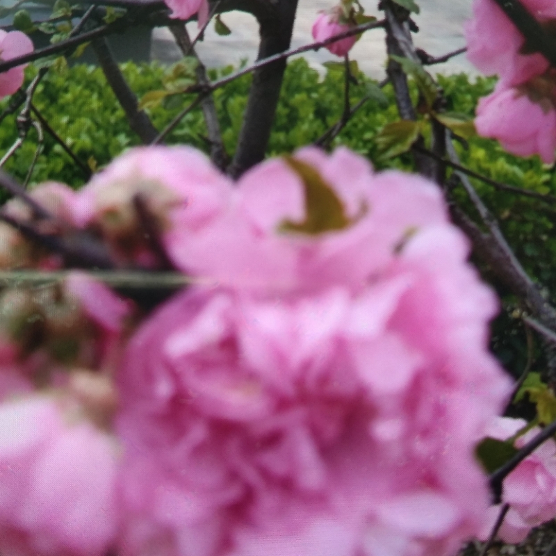 解脱道