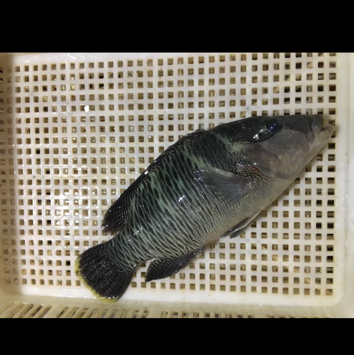 快乐鱼儿