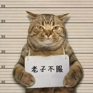 🐟爱吃鱼的猫🐱