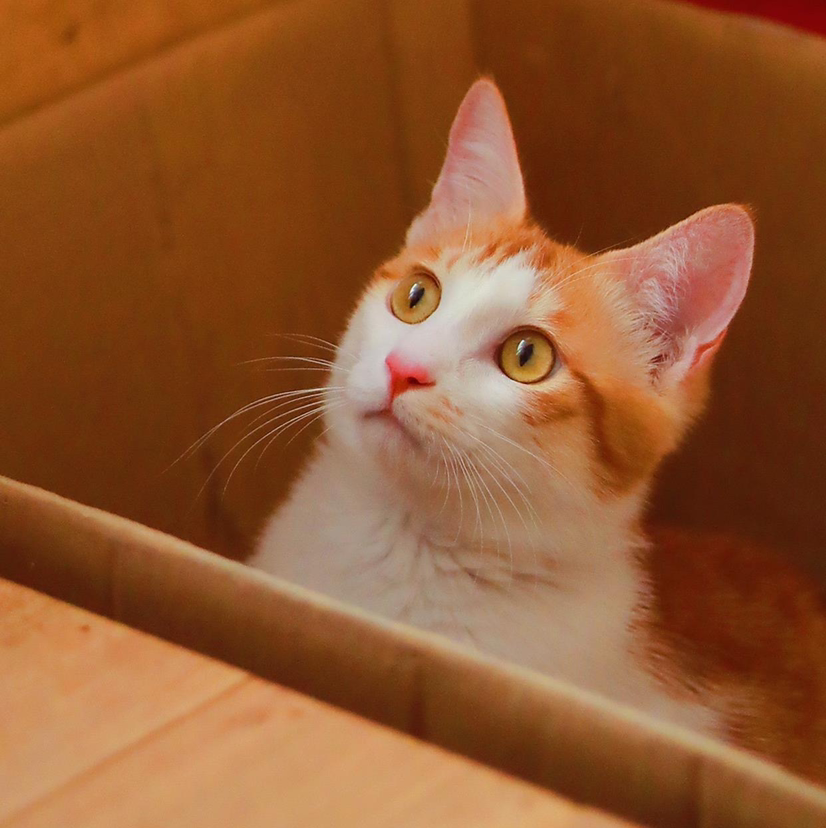 我有一只橘猫