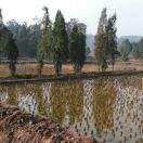 diguateng