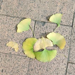 叶子螃蟹