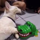 良心的米鳄