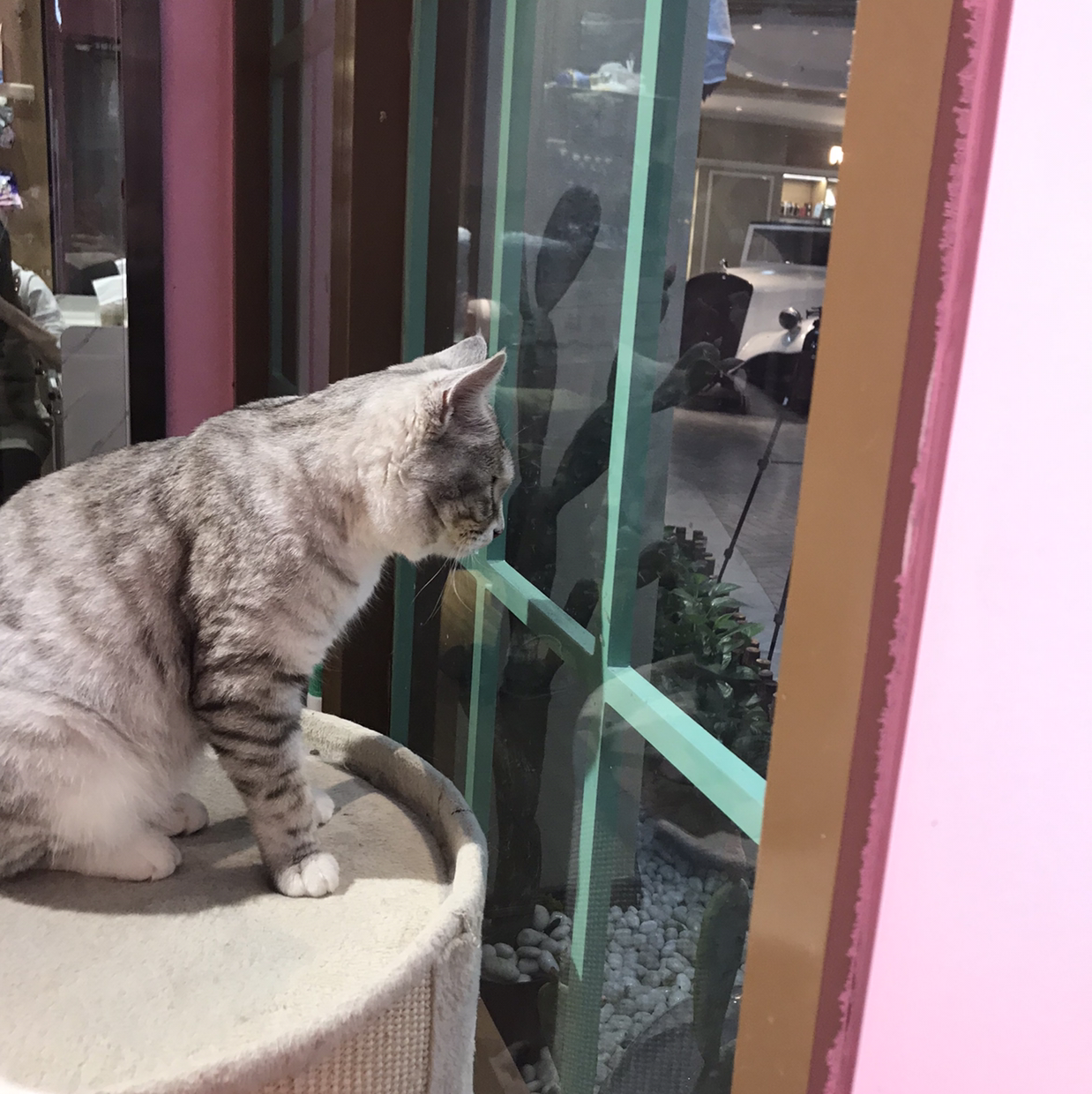 背锅侠