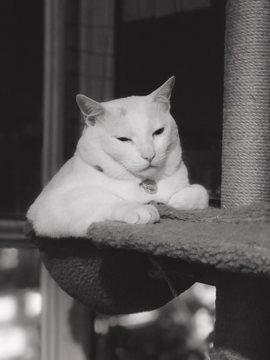 无聊拿着草逗猫