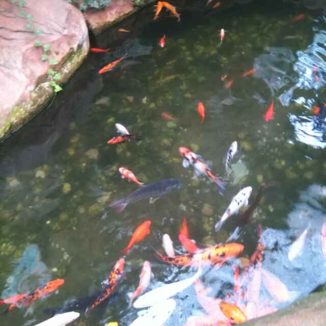 华仔是我