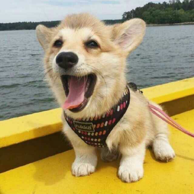 开到荼蘼