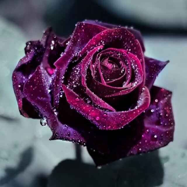 Snow  Rose