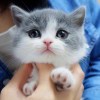 ﹎