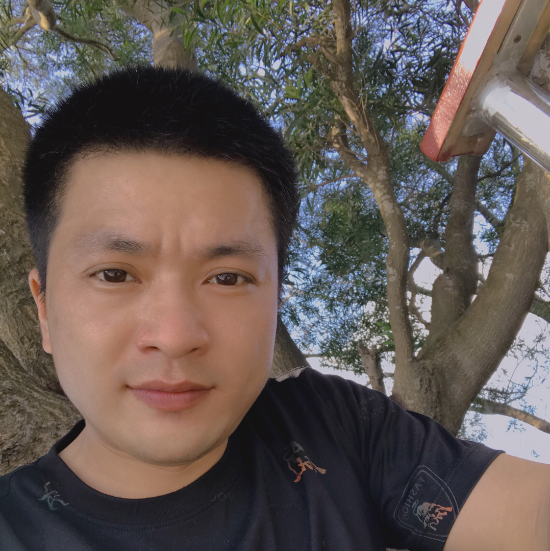 龙飞凤舞