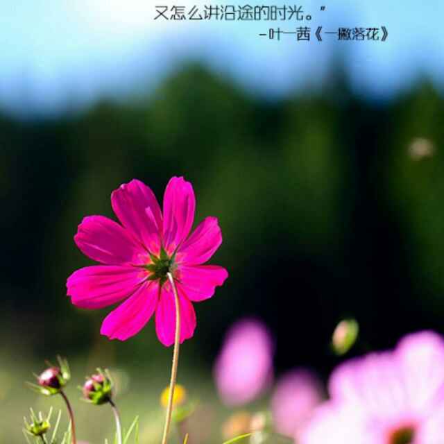 王厝查某仔
