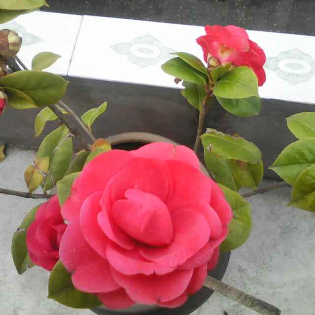 吴Sir
