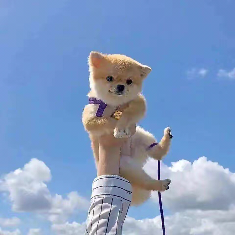 阿巴阿巴阿巴阿巴