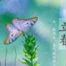 轻风入水