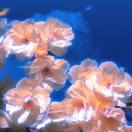 🌼花开花落，潮起潮落🌼