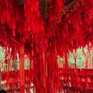 小狗追着兔子