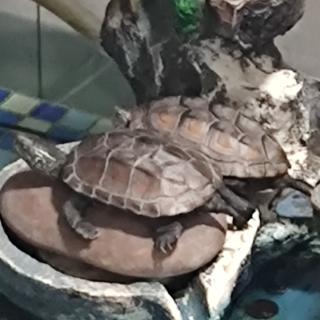 武汉海参老师