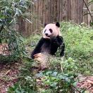 张歆栎