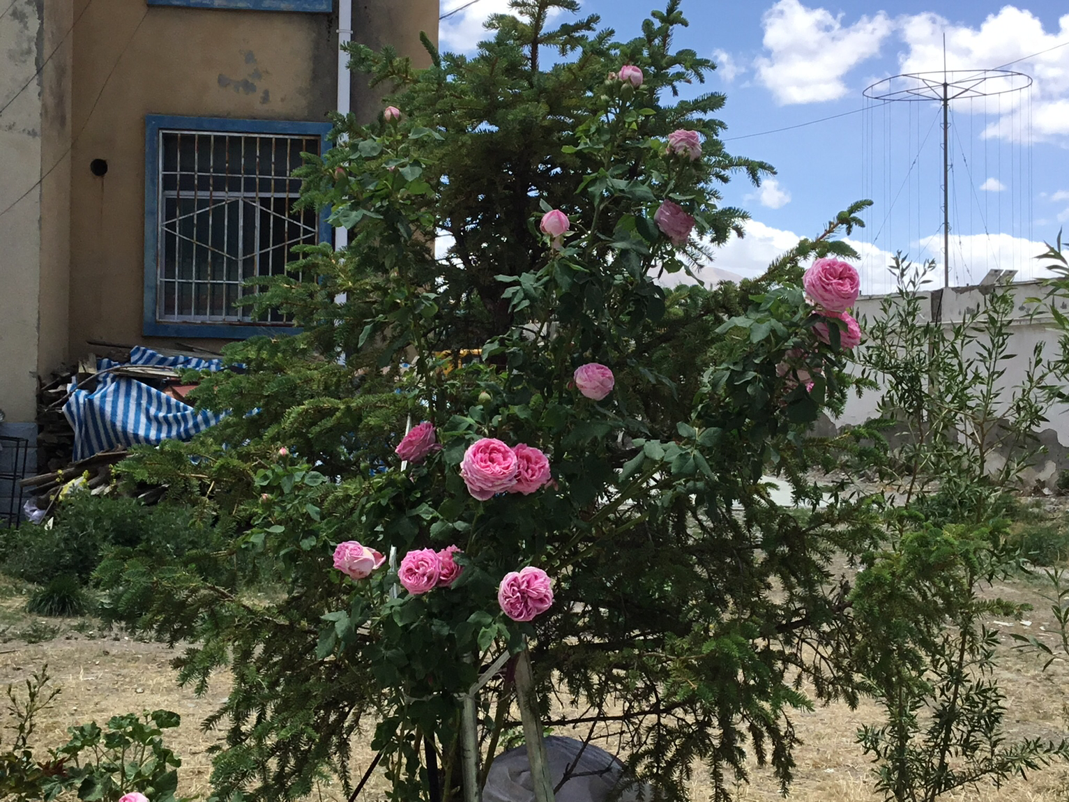 139xxxx5954