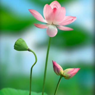 听书的长寿仙子