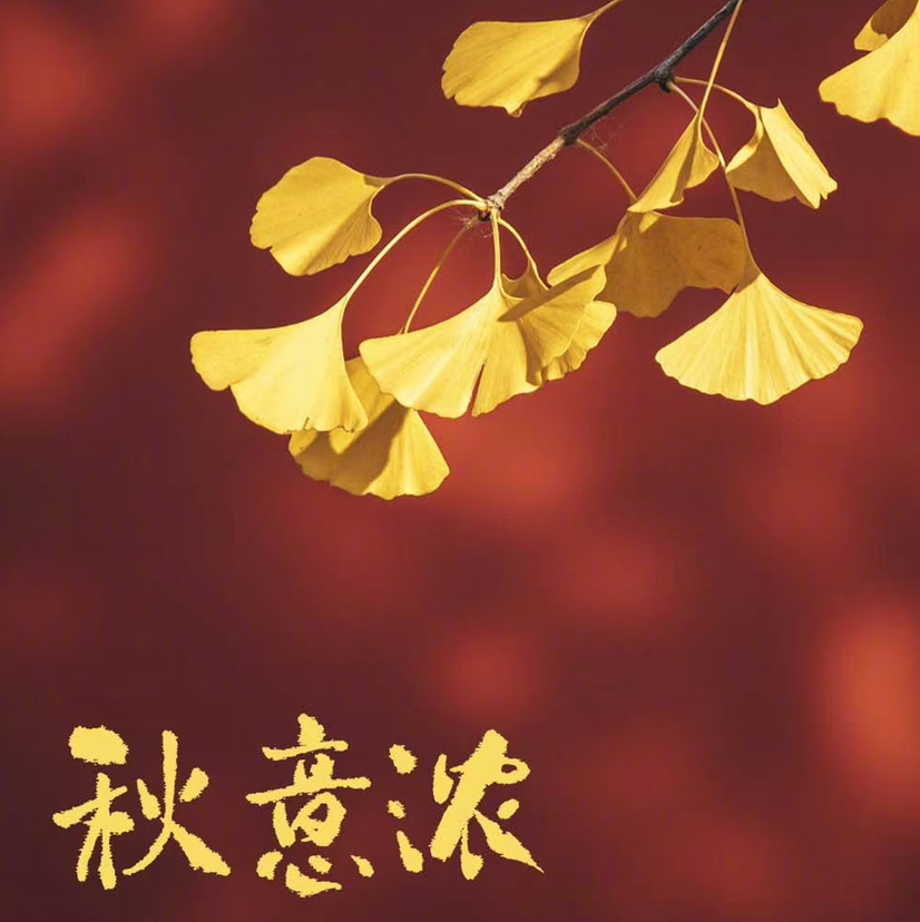 小灰灰