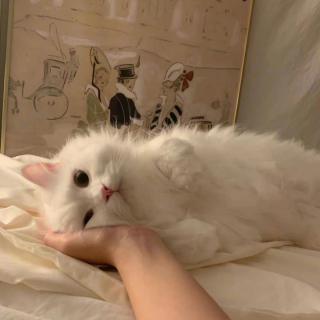 淡淡