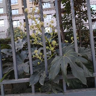 小米用户99号