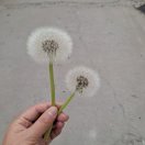 木笔开花