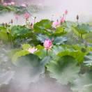 蕃清