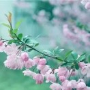 顺顺顺