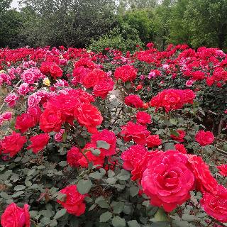香菊