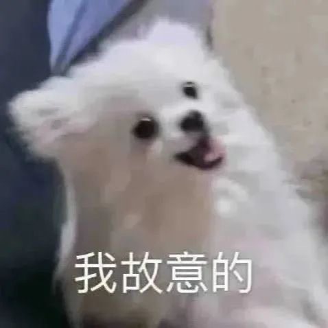 追星小豆包
