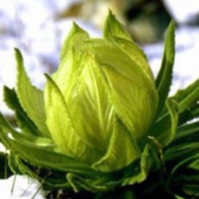 金苹果