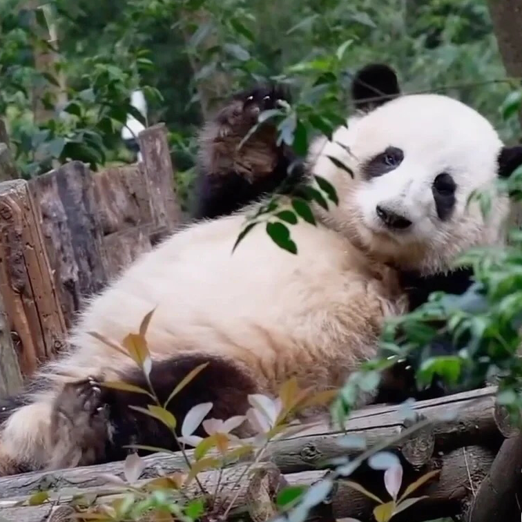 西伯利亚挖土豆🥔