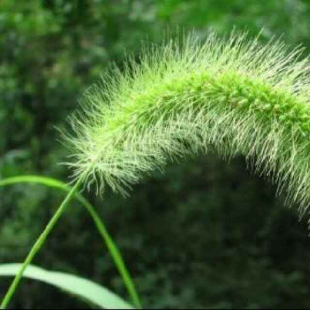 风清扬