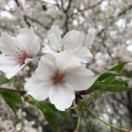 木木