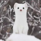 慎独客