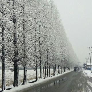 梦想花开