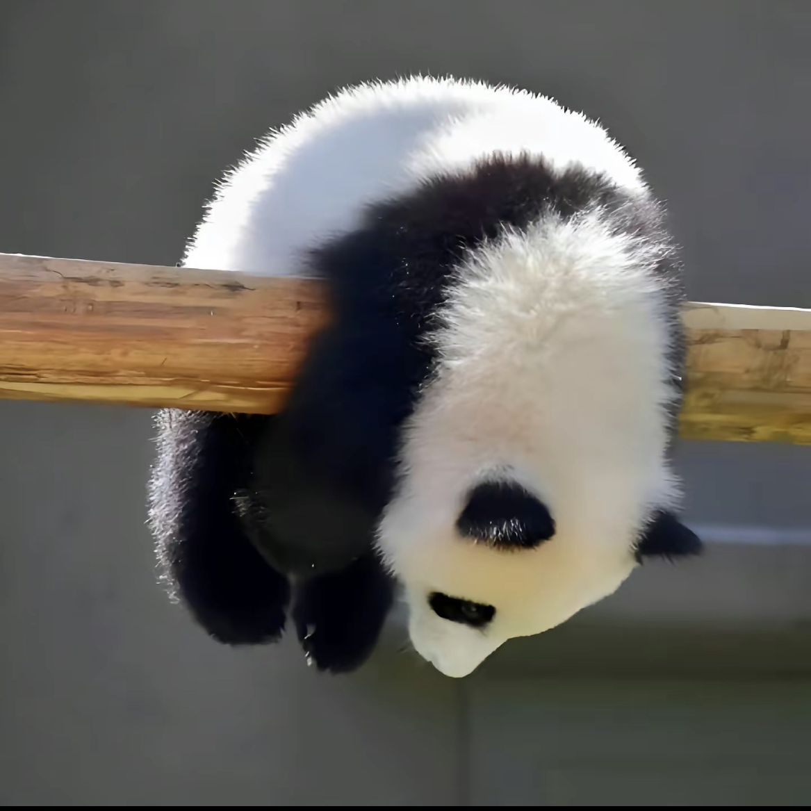 天顶一粒星