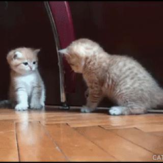 坚果是个小猫咪