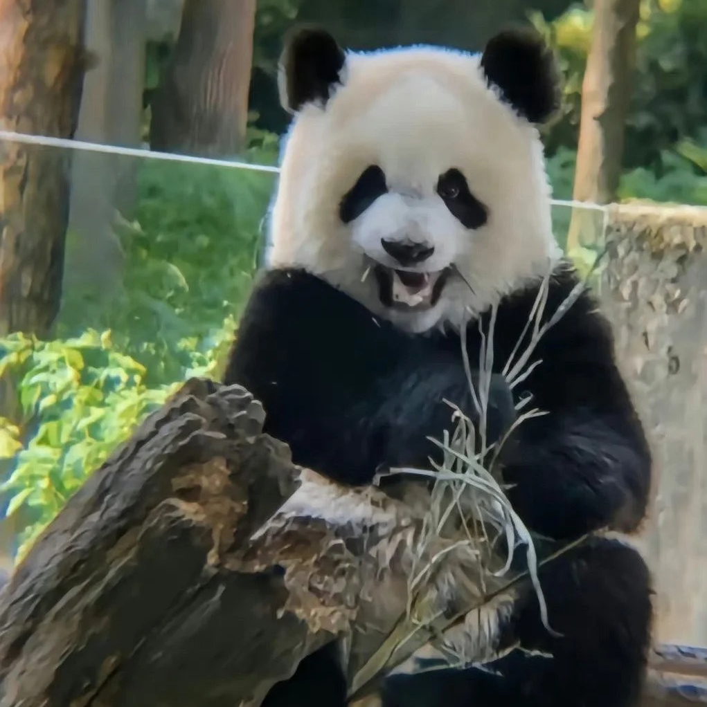 渝爱❤️