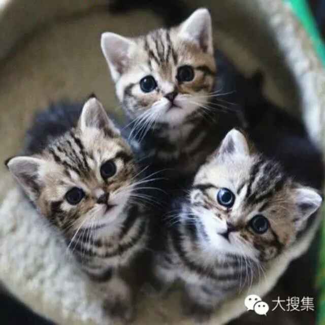 小老虎