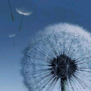 金士心