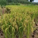 生活不易全靠努力